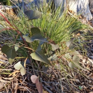 Brachychiton populneus subsp. populneus at Isaacs, ACT - 1 Jul 2023