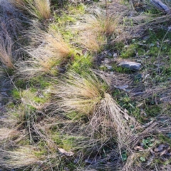 Nassella trichotoma (Serrated Tussock) at Watson, ACT - 1 Jul 2023 by abread111