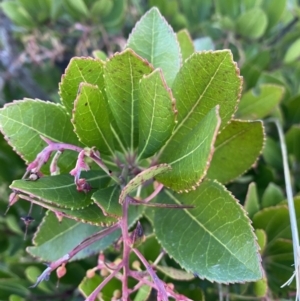 Arbutus unedo at Molonglo Valley, ACT - 1 Jul 2023