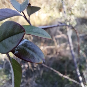 Cotoneaster glaucophyllus at Watson, ACT - 4 Jul 2023