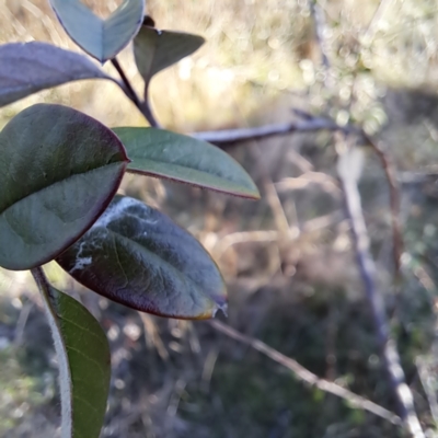 Cotoneaster glaucophyllus (Cotoneaster) at Watson, ACT - 4 Jul 2023 by abread111