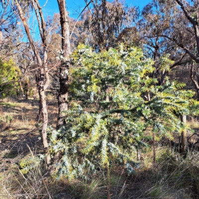 Acacia baileyana (Cootamundra Wattle, Golden Mimosa) at Watson, ACT - 1 Jul 2023 by abread111