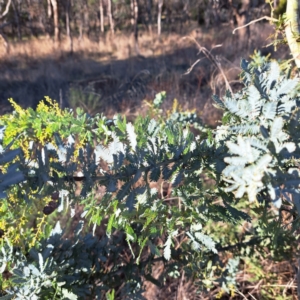 Acacia baileyana at Watson, ACT - 1 Jul 2023