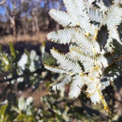 Acacia baileyana at Watson, ACT - 1 Jul 2023