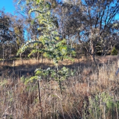 Acacia baileyana at Watson, ACT - 1 Jul 2023 03:29 PM