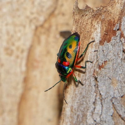 Scutiphora pedicellata (Metallic Jewel Bug) at Higgins, ACT - 1 Jul 2023 by MichaelWenke