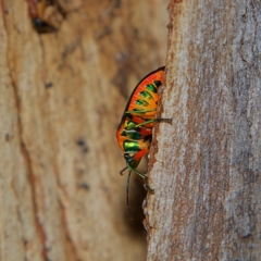 Scutiphora pedicellata at Higgins, ACT - 1 Jul 2023