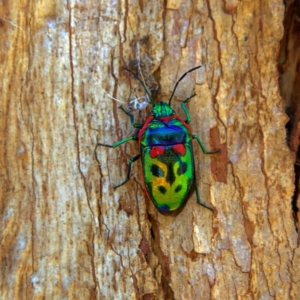 Scutiphora pedicellata at Higgins, ACT - 1 Jul 2023