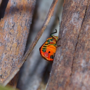 Scutiphora pedicellata at Higgins, ACT - 1 Jul 2023