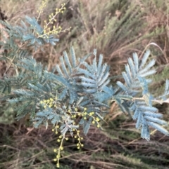 Acacia baileyana x Acacia dealbata at Hackett, ACT - 1 Jul 2023