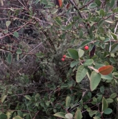 Cotoneaster sp. (Cotoneaster) at Hackett, ACT - 1 Jul 2023 by waltraud