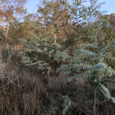 Acacia baileyana (Cootamundra Wattle, Golden Mimosa) at Hackett, ACT - 1 Jul 2023 by waltraud