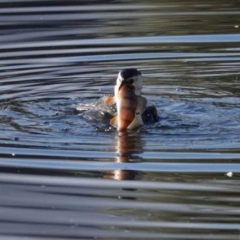 Perca fluviatilis (Redfin) at Watson Green Space - 1 Jul 2023 by AniseStar