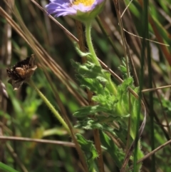 Calotis glandulosa (Mauve Burr-daisy) at Dry Plain, NSW - 14 Mar 2022 by AndyRoo