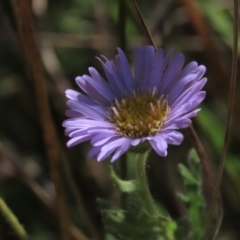 Calotis glandulosa at Dry Plain, NSW - 14 Mar 2022