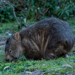 Vombatus ursinus (Bare-nosed Wombat) at Penrose, NSW - 1 Jul 2023 by Aussiegall
