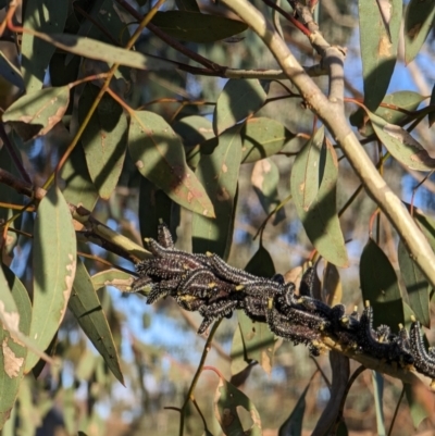 Perga sp. (genus) (Sawfly or Spitfire) at Watson, ACT - 1 Jul 2023 by AniseStar