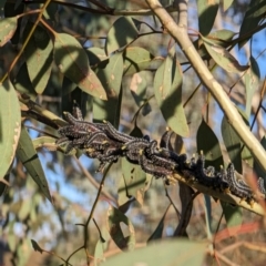 Perga sp. (genus) at Watson, ACT - 1 Jul 2023