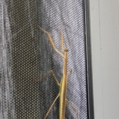 Tenodera australasiae (Purple-winged mantid) at Forde, ACT - 24 Mar 2023 by AniseStar