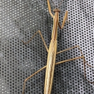 Tenodera australasiae at Forde, ACT - 25 Mar 2023