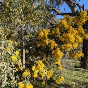 Acacia baileyana at Watson, ACT - 22 Aug 2021