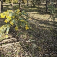 Acacia baileyana (Cootamundra Wattle, Golden Mimosa) at Watson, ACT - 22 Aug 2021 by abread111