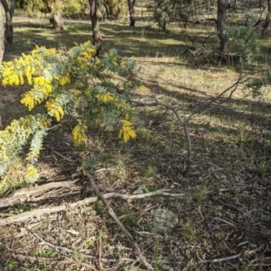 Acacia baileyana at Watson, ACT - 22 Aug 2021 03:47 PM