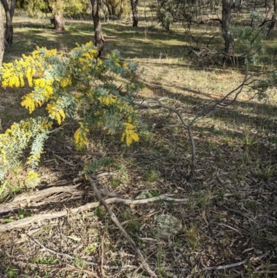 Acacia baileyana (Cootamundra Wattle, Golden Mimosa) at Watson, ACT - 22 Aug 2021 by abread111