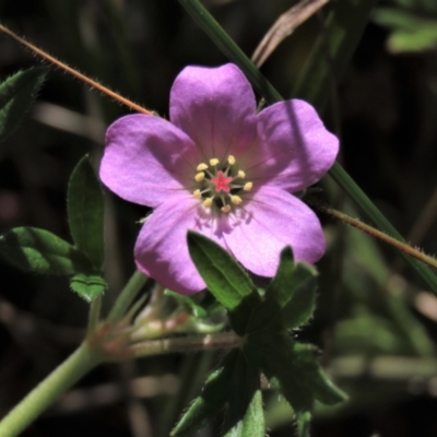 Geranium retrorsum (Grassland Cranesbill) at Dry Plain, NSW - 14 Mar 2022 by AndyRoo