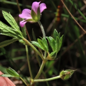 Geranium retrorsum at Dry Plain, NSW - 14 Mar 2022 11:41 AM