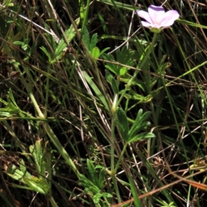 Geranium retrorsum at Dry Plain, NSW - 14 Mar 2022 11:41 AM