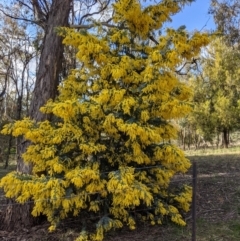 Acacia baileyana (Cootamundra Wattle, Golden Mimosa) at Watson, ACT - 22 Aug 2021 by abread111