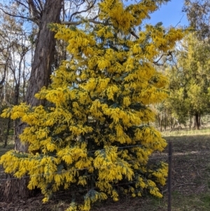 Acacia baileyana at Watson, ACT - 22 Aug 2021