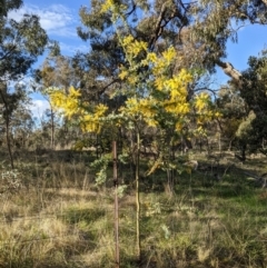 Acacia baileyana (Cootamundra Wattle, Golden Mimosa) at Watson, ACT - 22 Aug 2021 by abread111