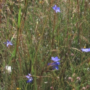 Wahlenbergia sp. at Dry Plain, NSW - 15 Jan 2022 02:05 PM