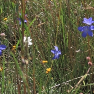 Wahlenbergia sp. at Dry Plain, NSW - 15 Jan 2022