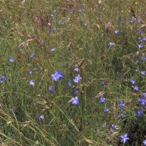 Wahlenbergia sp. at Dry Plain, NSW - 15 Jan 2022 02:05 PM