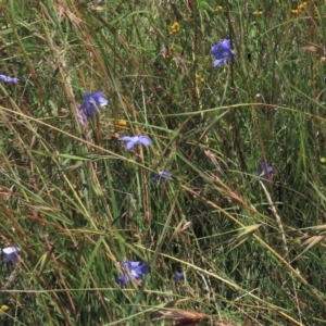 Themeda triandra at Dry Plain, NSW - 15 Jan 2022 02:05 PM