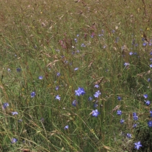 Themeda triandra at Dry Plain, NSW - 15 Jan 2022