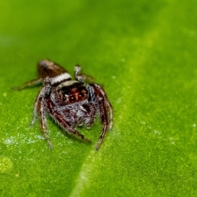 Opisthoncus grassator at Penrose, NSW - 26 Jun 2023 by Aussiegall