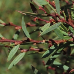 Acacia siculiformis (Dagger Wattle) at Dry Plain, NSW - 15 Jan 2022 by AndyRoo