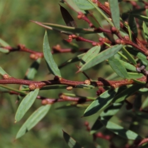 Acacia siculiformis at Dry Plain, NSW - 15 Jan 2022