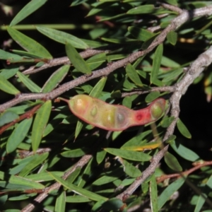 Acacia siculiformis at Dry Plain, NSW - 15 Jan 2022