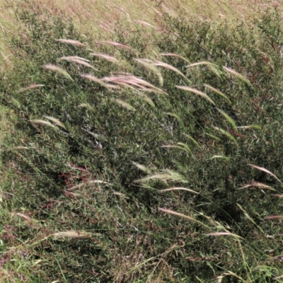 Dichelachne (genus) (Plume Grasses) at Dry Plain, NSW - 15 Jan 2022 by AndyRoo