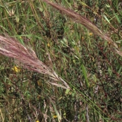 Dichelachne sp. at Dry Plain, NSW - 15 Jan 2022