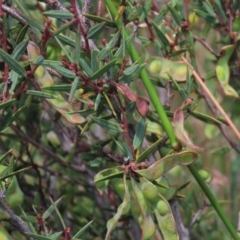 Acacia siculiformis (Dagger Wattle) at Dry Plain, NSW - 15 Jan 2022 by AndyRoo