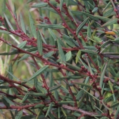 Acacia siculiformis at Dry Plain, NSW - 15 Jan 2022 02:35 PM