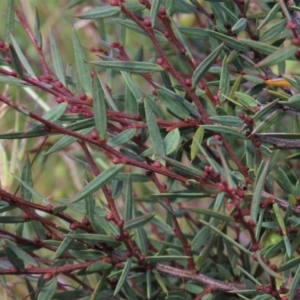 Acacia siculiformis at Dry Plain, NSW - 15 Jan 2022 02:35 PM