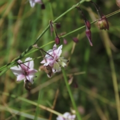 Arthropodium milleflorum (Vanilla Lily) at Dry Plain, NSW - 15 Jan 2022 by AndyRoo