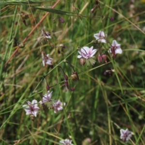 Arthropodium milleflorum at Dry Plain, NSW - 15 Jan 2022